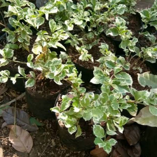5 daftar tanaman hias berdaun kecil yang unik nan indah · 1. Tanaman Hias Teh Tehan Varigata Daun Kecil Shopee Indonesia