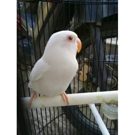 Jual BURUNG LOVEBIRD LOVE BIRD ALBINO MATA MERAH BANYAK PILIHAN BETINA  JANTAN Indonesia|Shopee Indonesia