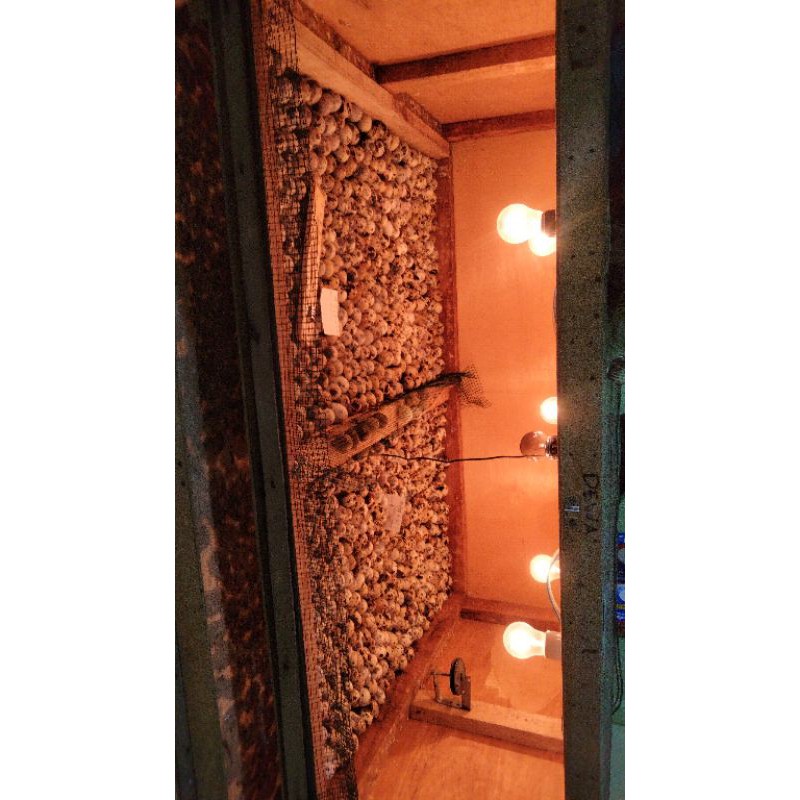 Telur puyuh tetas yang sudah jadi embrio/yang sudah 12 hari di mesin tetas. Jual Tapuy Embrio Burung Puyuh Umpan Induk Gt Lele Indonesia Shopee Indonesia