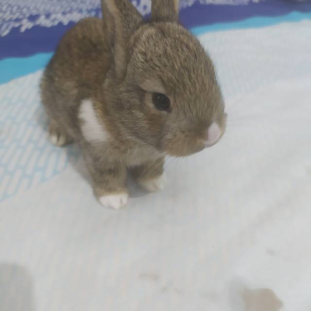 kelinci lokal utk bandung shopee indonesia on pet rabbits for sale in trivandrum