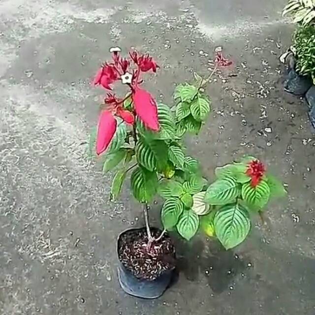 Dapatkan Gambar 7 Tips Cara Menanam Bunga Nusa Indah Tanaman Hias Bunga Buah Dan Terkeren by Lampunghits.com
