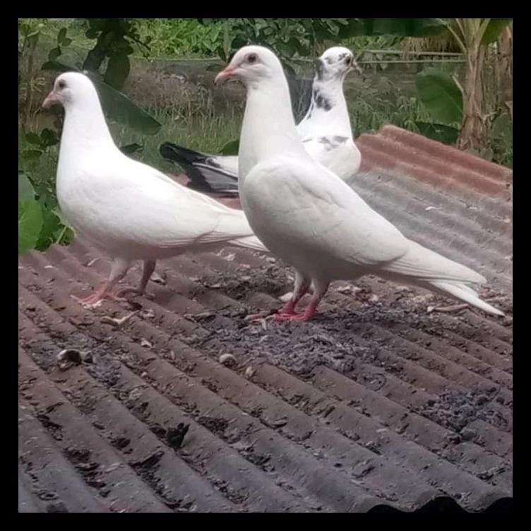 Jual Terlaris Burung Merpati Putih Sepasang Indonesia|Shopee Indonesia 752_X_752_jpg