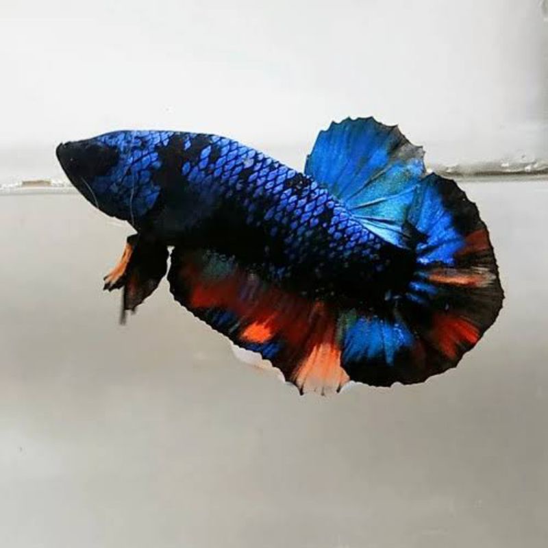 Jual ikan cupang avatar / cupang nemo avatar cooper / cupang avatar