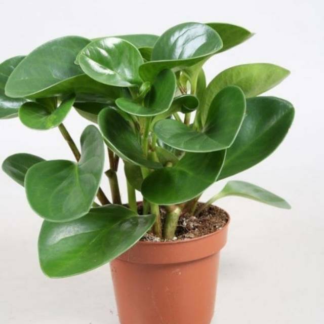 07/04/2021 · keberadaan tanaman hias bunga yang cantik untuk indoor dan outdoor, yang dapat menciptakan suasana rumah jadi terasa lebih anggun dan indah. Jual Bibit Tanaman Hias Peperomia Hijau Peperomia Tanaman Hias Tanaman Indoor Tanaman Outdoor Ready Shopee Indonesia