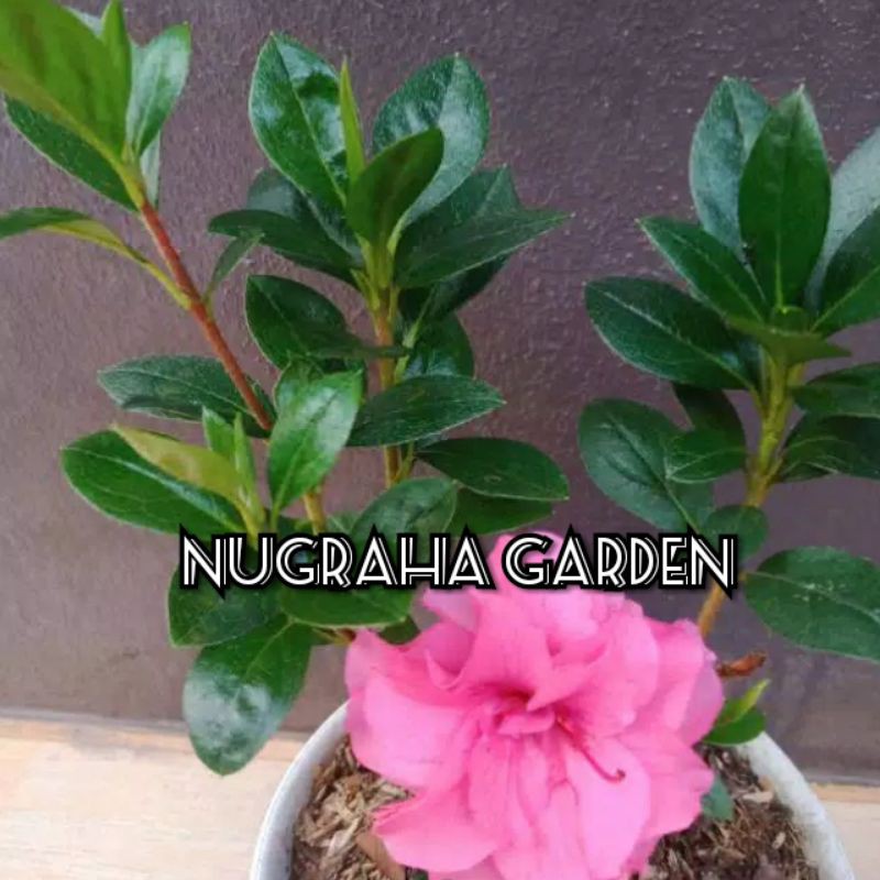Bagi anda pecinta tanaman hias pasti mengenal tanaman bonsai yang satu ini. Tanaman Hias Azalea pink tumpuk | Shopee Indonesia