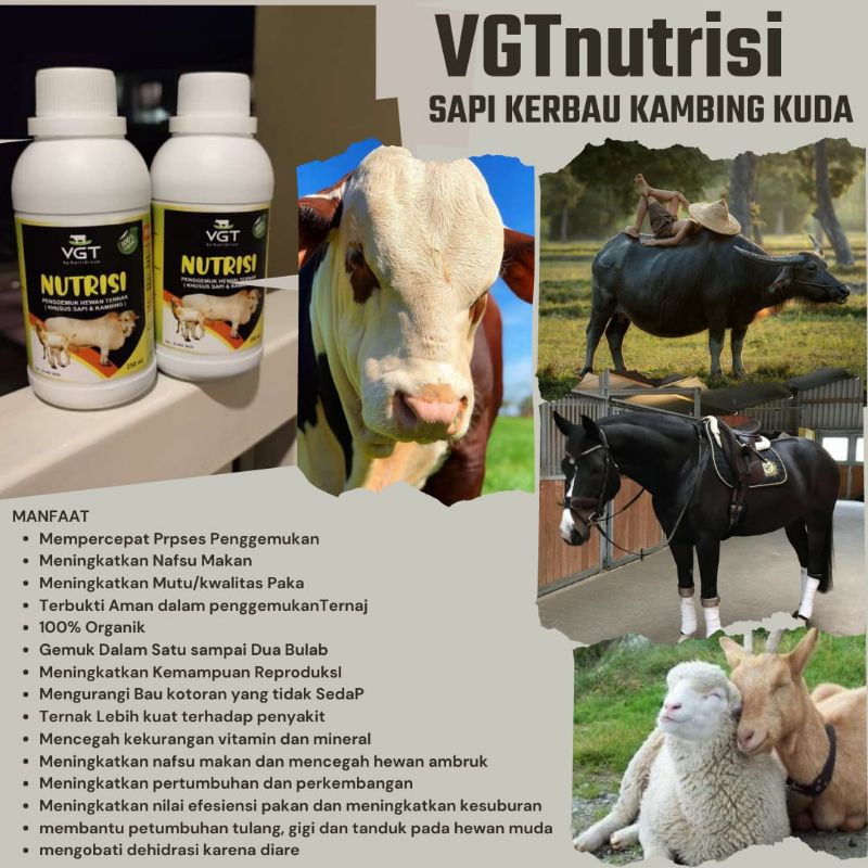 Penambah nafsu makan kambing/domba karena adanya gangguan penyakit pada hewan . Jual Vgt Bisa Cod Penggemuk Dan Menambah Nafsu Makan Hewan Ternak Indonesia Shopee Indonesia