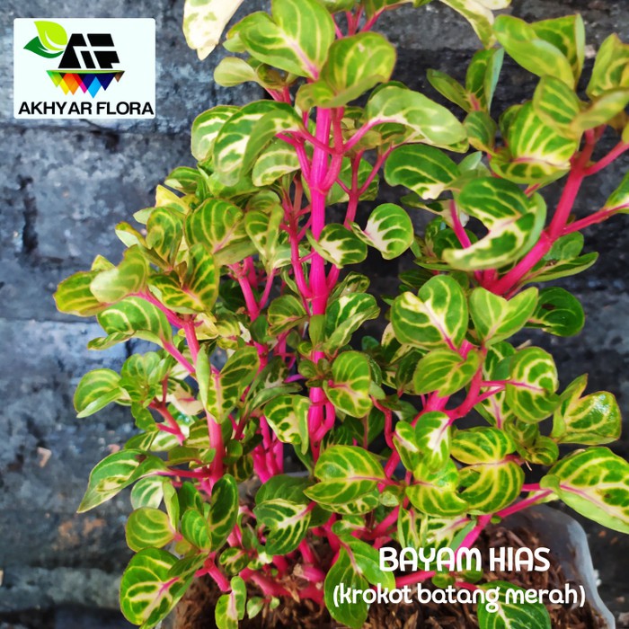 Buang/potong akar dan daun tua serta rapikan batang tanamannya. Bayam Hias Krokot Batang Merah Tanaman Hias Shopee Indonesia