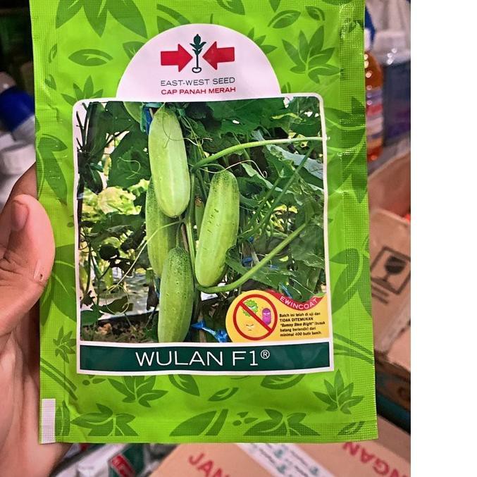 Produk Terbaru Benih timun hibrida wulan F1 700butir. . . . . . | Shopee  Indonesia