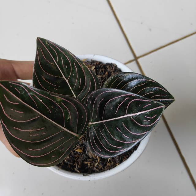 Jika kekurangan adalah tanggung jawab kami, jika kelebihan mohon dihalalkan menjadi hak kami. Aceh Aglaonema Rotundum â VisitBandaAceh.com