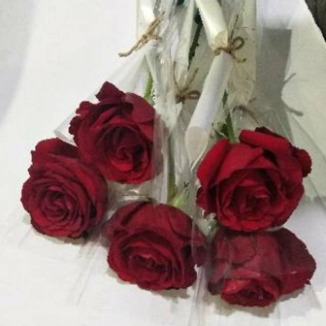 Gambar bunga tulip setangkai dapat bapak ibu dapatkan di situs ini. Jual Bunga Mawar Asli Setangkai Real Flower Indonesia Shopee Indonesia
