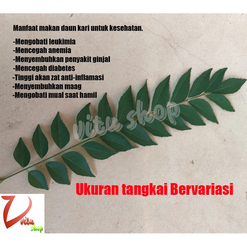 Tanaman ini memiliki banyak manfaat untuk kesehatan karena mengandung zat pelindung tanaman, seperti alkaloid, glikosida dan senyawa fenolik. Vitu Shop Daun Kari Salam Koja Temurui Segar Per Tangkai Shopee Indonesia