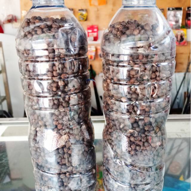 Tersedia kail mulai no 1 sampai 6 type 1054. Klentheng Umpan Dahsyat Mancing Ikan Bawal Dan Tawes Tak Terduga Klenteng Biji Kapas Kapuk Randu Shopee Indonesia