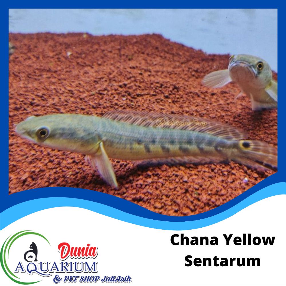 Jual ikan hias predator chana ys yellow sentarum aquarium