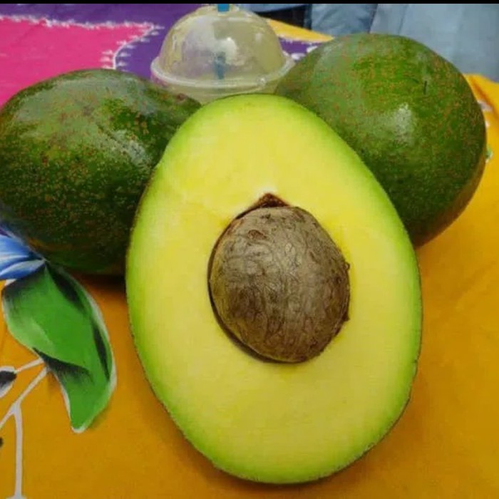 H yunus saat merawat bibit pohon alpukat miki di kebun miliknya. Jual Bibit Alpukat Miki Depok Indonesia Shopee Indonesia