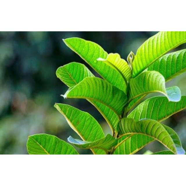 Daun Jambu Biji Asli Segar 500 Gram Shopee Indonesia