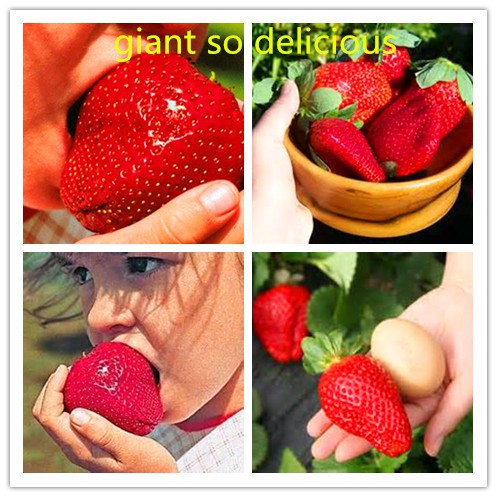 ( 600 butir) benih strawberry manora | jumbo | lonjong besar. Jual Isi 30 Butir Benih Buah Stroberi Raksasa Giant Strawberry Indonesia Shopee Indonesia