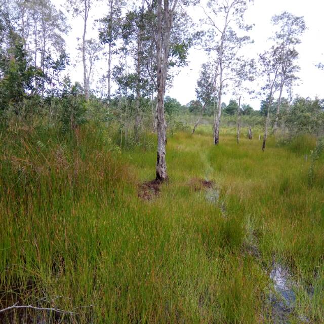 Tanah 1 kapling area borang PALEMBANG | Shopee Indonesia