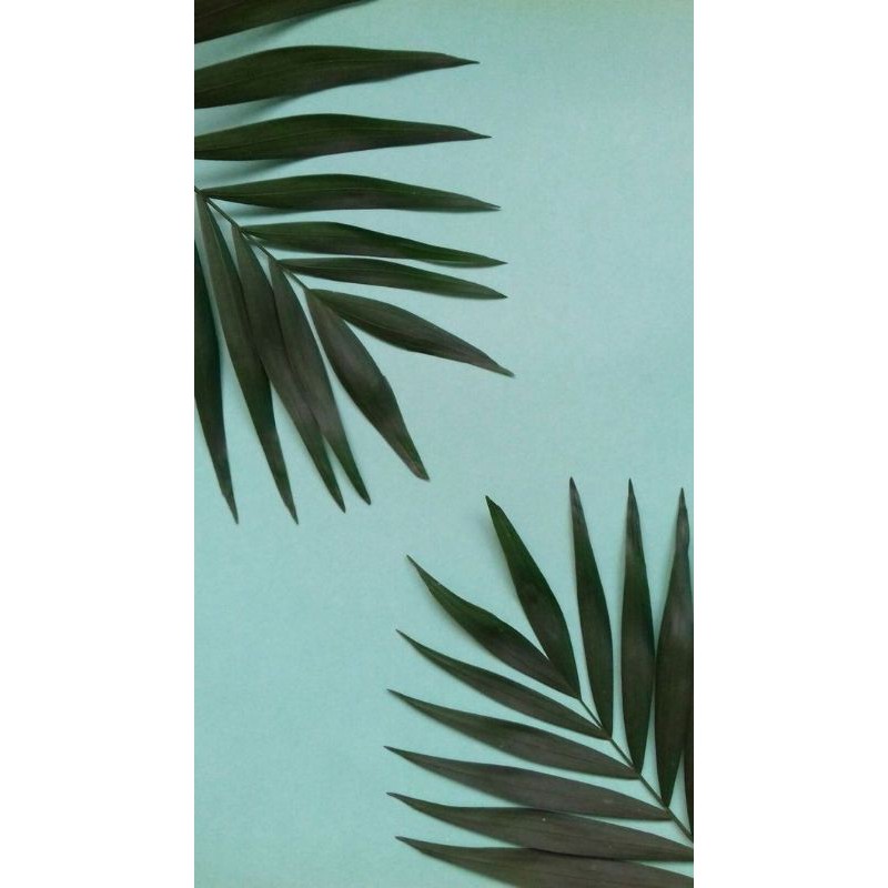 Jual Background A3 Daun Estetic Banget Indonesia|Shopee Indonesia 800_X_800_jpg