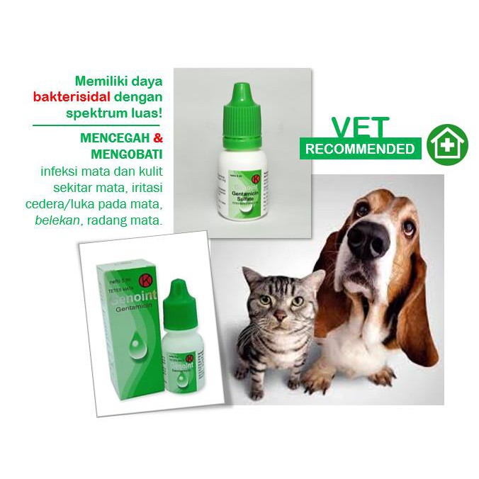Obat Tetes Mata Anjing Dan Kucing Genoint Gentamicin Gentamisin