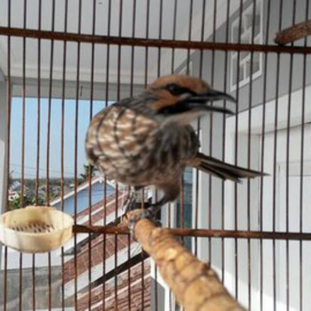 Pilihan Foto Burung Cucak Rowo Terlengkap