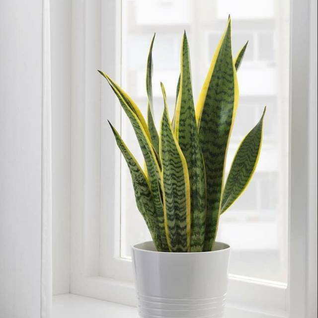 Sansevieria Trifasciata Harga Terbaik - Oktober 2021 | Shopee Indonesia