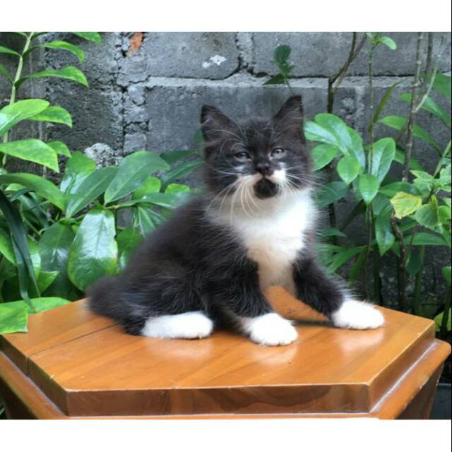 Kucing persia medium hitam putih. Kucing Persia Medium Betina Hitamputih Lucu Shopee Indonesia
