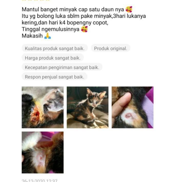 Cara mengatasi abses dengan tepat. Baru Obat Luka Kucing Luka Kucing Bolong Bernanah Luka Bolong Bekas Abses Pada Kucing Luka Robek Shopee Indonesia