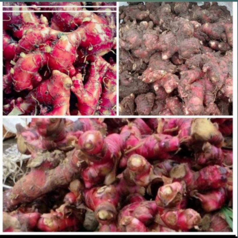 Jual Produk Jahe Merah Segar 1kg Murah Termurah Dan Terlengkap September 2021 