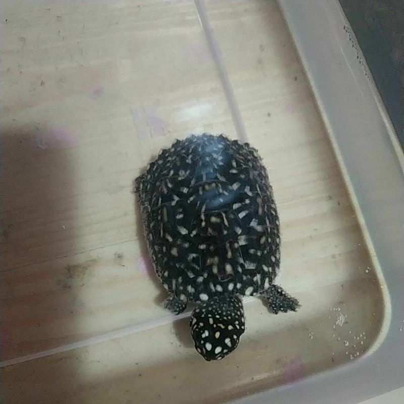 Lalat ini juga merupakan bagian dari ordo diptera, kelas insecta, filum arthropoda, dan kingdom animalia. Jual Kura Kura Hamiltoni Indonesia Shopee Indonesia