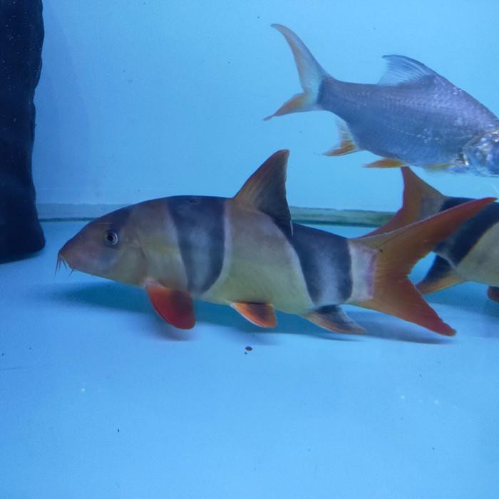 Berbeda dengan ikan badut laut yang relatif kecil, ikan botia bertubuh lebih besar, bulat juga lonjong memanjang. Ikan Hias Ikan Botia Badut Size Besar Tankmate Predator Senilai Rp665 000