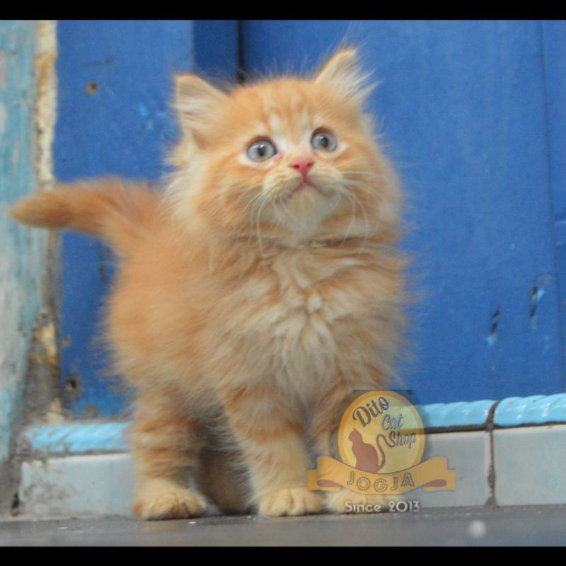 kucing persia Harga Terbaik - Oktober 2021 | Shopee Indonesia