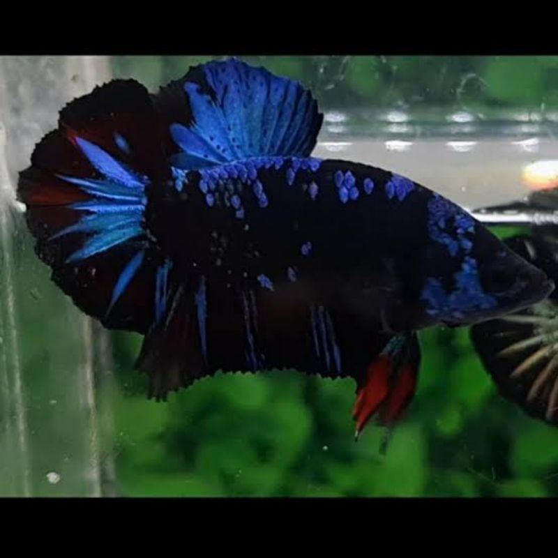 Ikan cupang avatar black vampire