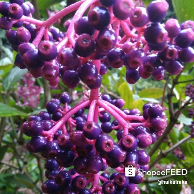 Tumrape wong tanah jawi wong agung ing ngeksi gandha. Buah Sinom Parijotho Shopee Indonesia