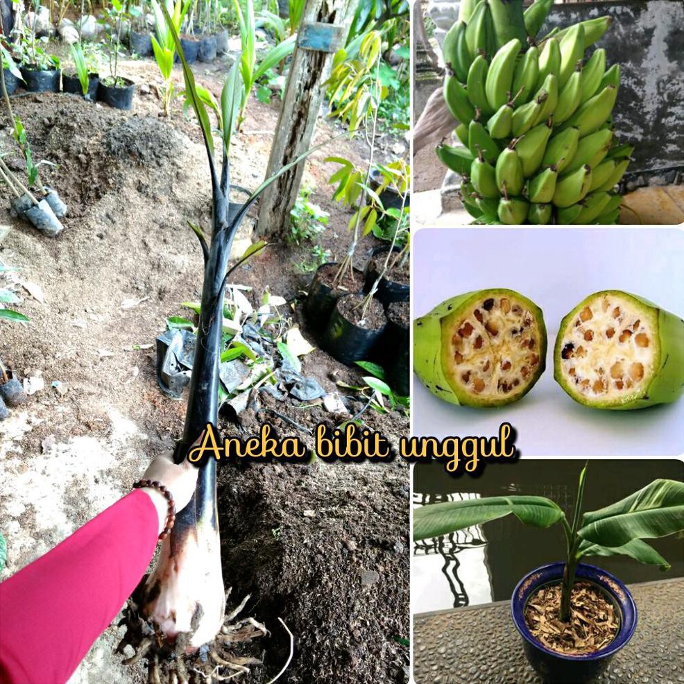 Unggulan Bibit Buah Pisang Klutuk Wulung Atau Klutuk Atau Pisang Batu Atau  Pisang Manggala Hitam | Shopee Indonesia
