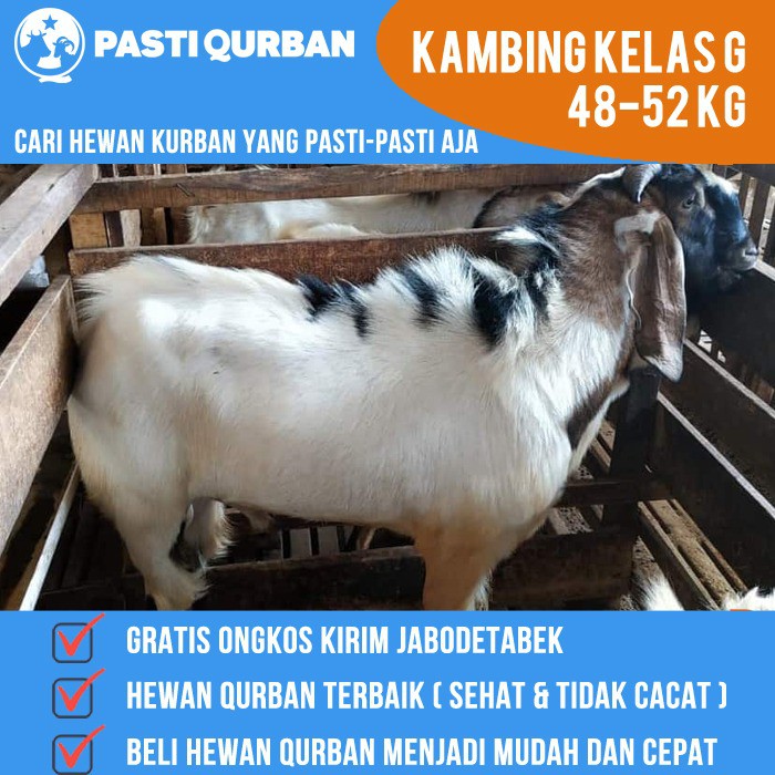 Idul Adha 2021 1442 H Daftar Harga Sapi Dan Kambing Kurban 
