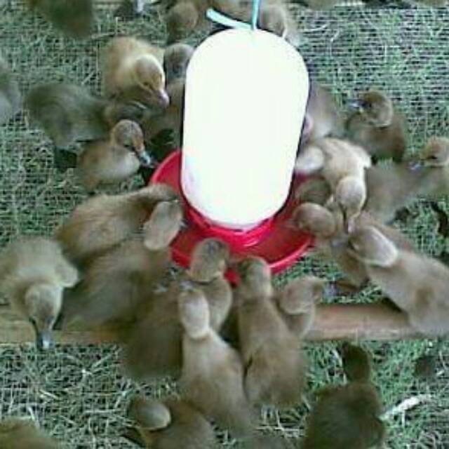 Dod bebek lokal jantan | Shopee Indonesia