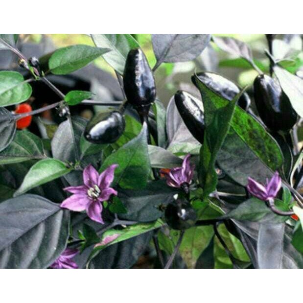 Tanaman Bibit Cabe Unik Hitam / Cabai Hias / Lombok Black Chilli | Shopee  Indonesia