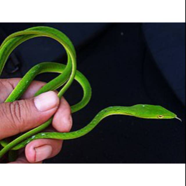 Jika tanaman basil sudah memiliki bunga, sebaiknya potong bagian bunganya. Ahaetulla Prasina Ular Pucuk Green Baby Up Ular Hijau Ular Daun Shopee Indonesia