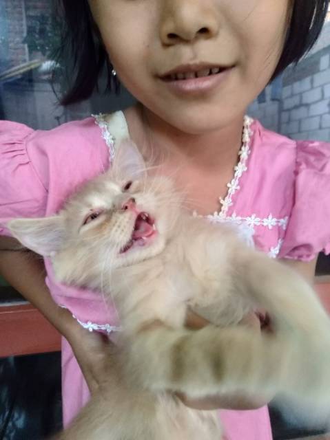 JUAL KUCING PERSIA KITEN MURAH SURABAYA | Shopee Indonesia