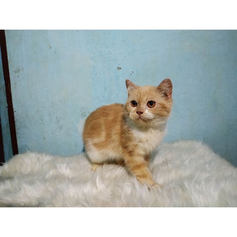 Harga Kucing Lucu Persia Terbaru September 2021 | BigGo Indonesia