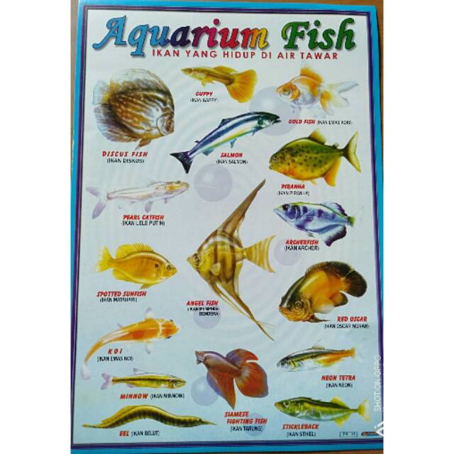 Dekorasi akuarium tangki ikan ornamen akuarium resin kerajinan kartun natal seri lanskap. Gambar Kartun Ikan Di Aquarium