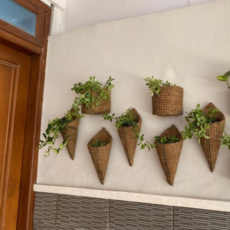 Tanaman ini berbeda dengan jenis tanaman bayam sayuran. Pot Sabut Kelapa Kerucut Pot Bunga Tanaman Hias Gantung Dan Tempel Shopee Indonesia