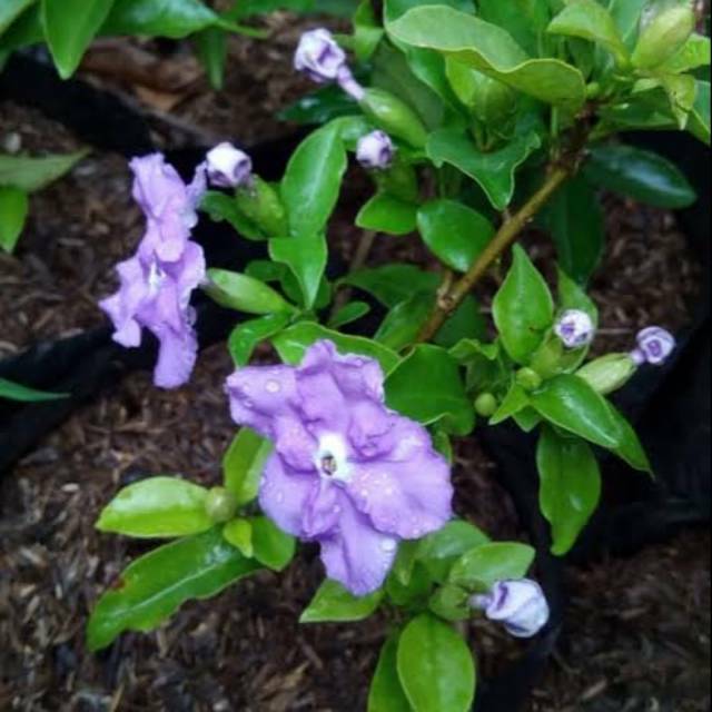 Tanaman hias melati costa -bunga melati costa | Shopee Indonesia