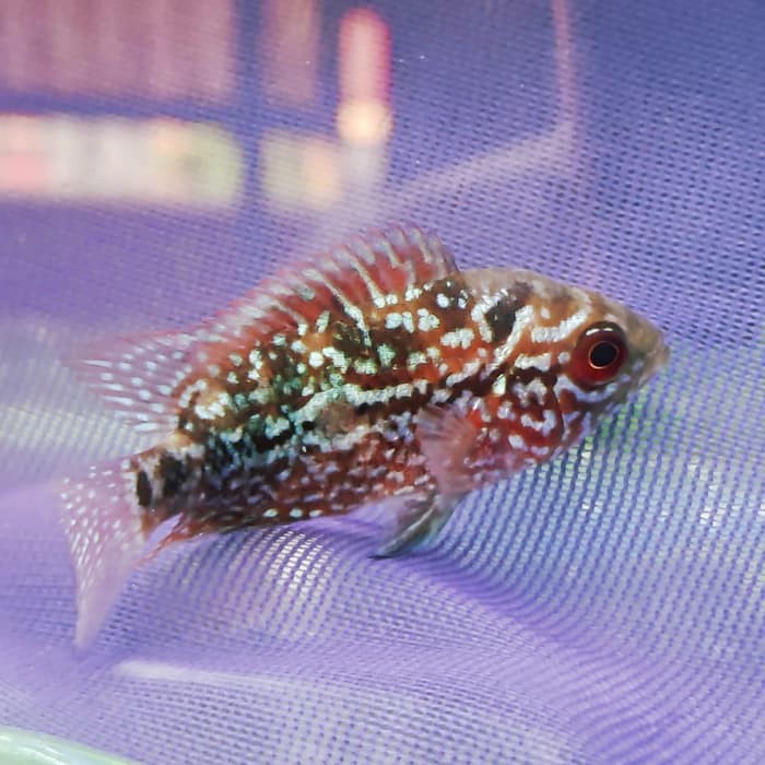 Gratis Download Gambar Mengenal Beberapa Jenis Ikan Louhan Populer Biota Dunia Perairan Terbaru oleh Lampunghits.com