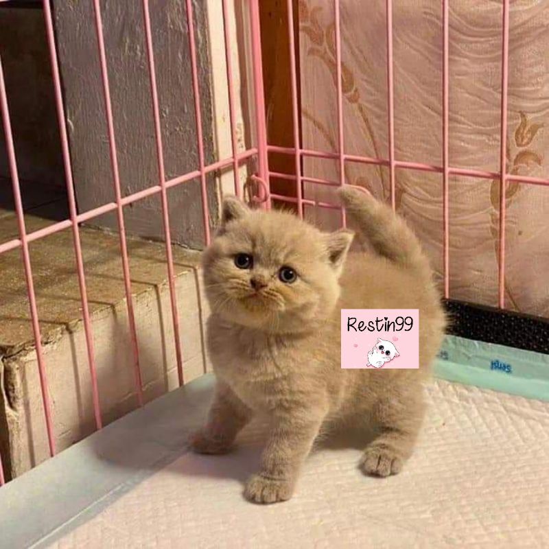 Fawn British Shorthair British Shorthair British Shorthair Cats Cats 