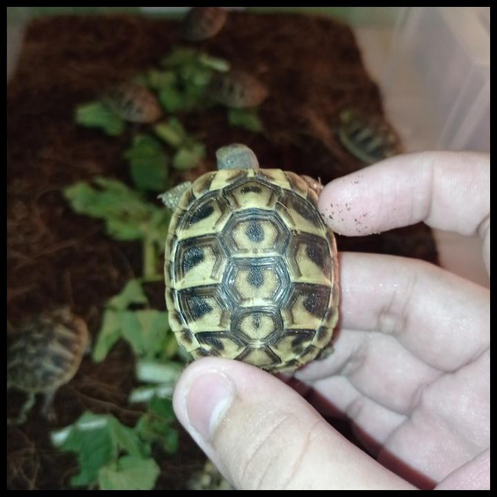 Harga Kura Kura Darat Hermani Terbaru Oktober 2021 | BigGo Indonesia