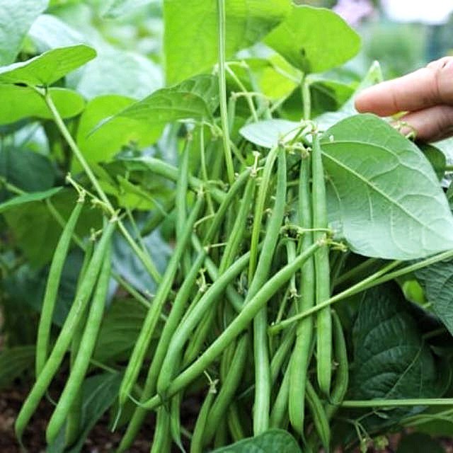 15 Biji Benih Buncis Tegak Bibit Buncis Perdu Tidak Merambat | Shopee  Indonesia