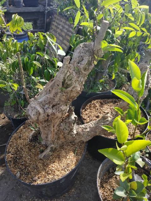 Bibit cutting stek tanaman pohon serut fresh untuk bonsai dan tanaman. Bakalan Bonsai Mentaos Batang Besar Shopee Indonesia