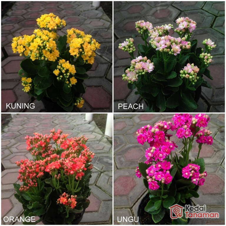 Gratis Unduh Gambar Tanaman Hias Bunga Bakung Amarilis Lazada Indonesia Terbaru by Lampunghits.com