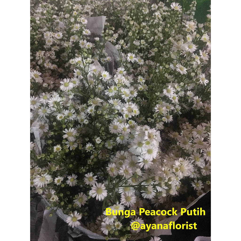 Nasib debut bts ada di tanganku! Bunga Pikok / Peacock Putih Asli Fresh Segar Cocok untuk
